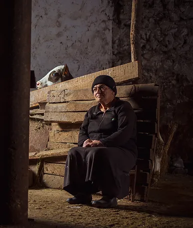 Elderly woman sitting in barn with cow in background.